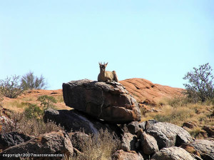 Klipspringer, Augrabies Falls National Park, África do Sul. Author and Copyright Marco Ramerini