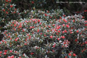 Flores, Doubtful Sound, Nova Zelândia. Autor e Copyright Marco Ramerini