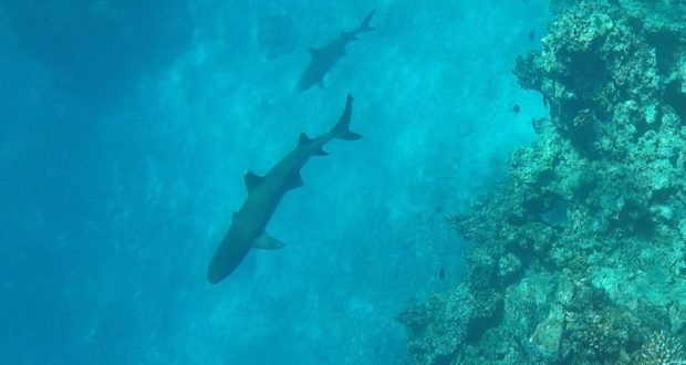 Snorkeling com tubarões, Kuata, Ilhas Yasawa, Fiji. Autor e Copyright Marco Ramerini.